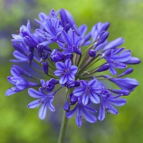 AGAPANTHUS~AFRICANUS~HARDY