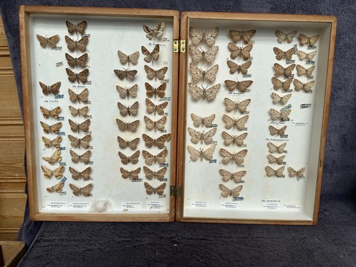 Store box british moths - store,