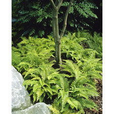 Polystichum Polybrepharum -