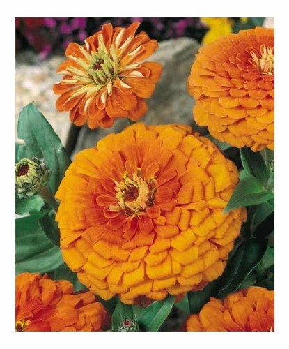 Zinnia elegans orange king - 50,