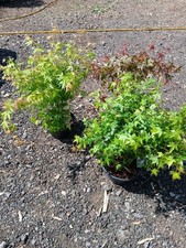 Acer Palmatum Mix Bowl P23 55cm Pink Red Green Orange Acer Tree Patio Healthy