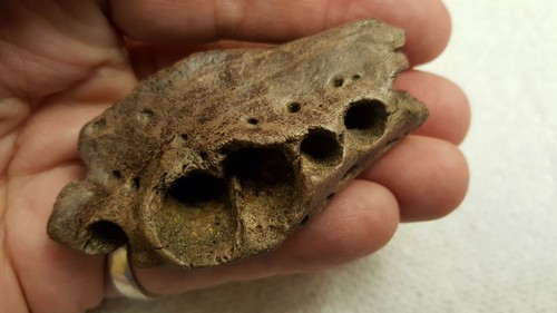 Crocodile fossils big jaw - 3,
