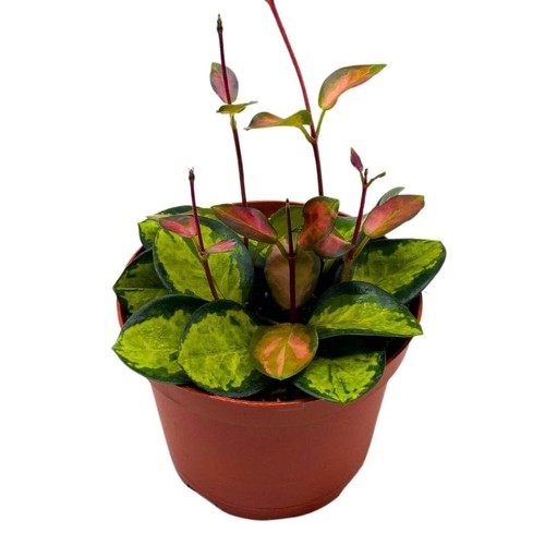 Variegated hoya australis - variegated,