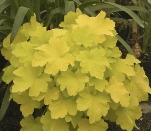 Heuchera lime coral bells - heuchera,