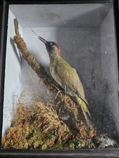 Antique taxidermy european - antique,