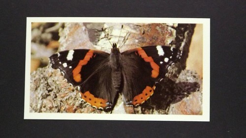 Grandee cigar card - grandee,