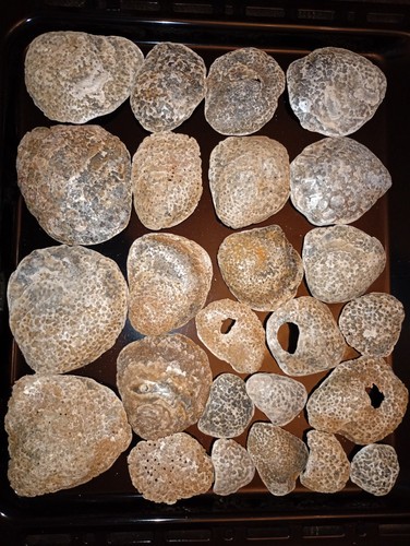 Lovely sea worn natural oyster - sea,