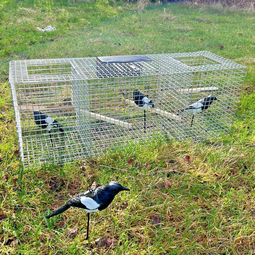 Larsen trap double top entry