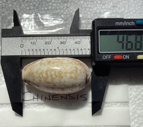 Cypraea chinensis lovely - chinensis., a