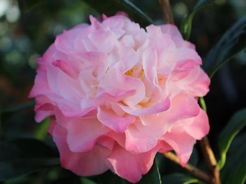 Camellia japonica nuccio - japonica, nuccio's