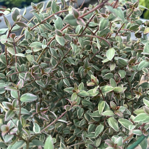Variegated chilean guava - chilean,