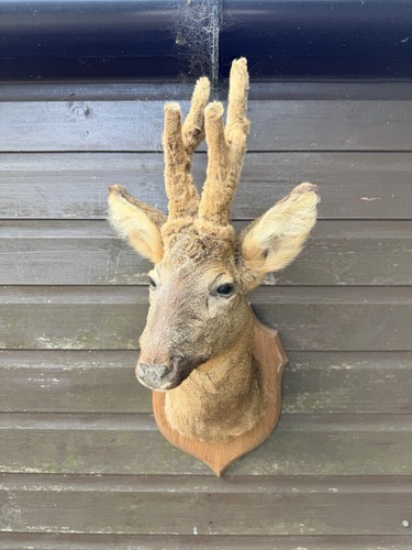 Vintage taxidermy roe - taxidermy, deer