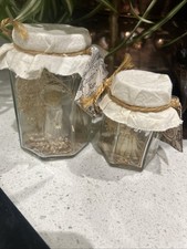 Freshly Caught Fairies-The