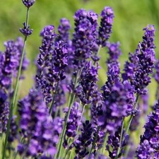 English lavender plug plants