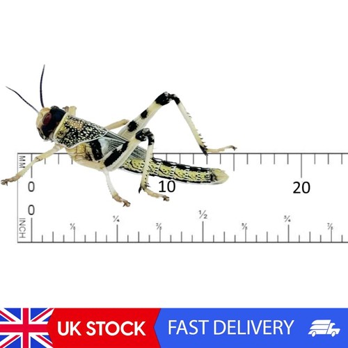 Mega tub live locusts - live,