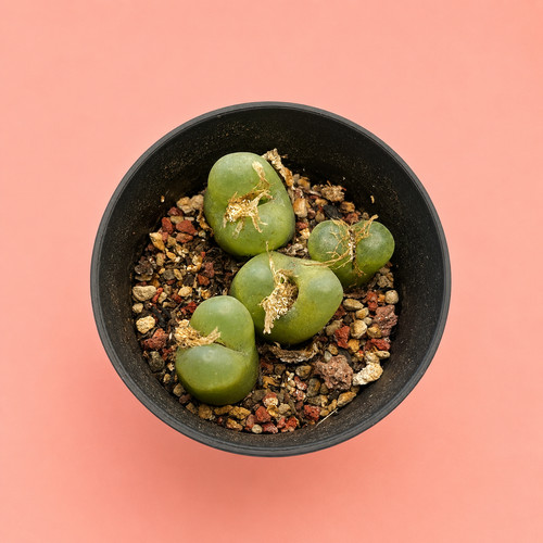 Conophytum maughanii living - conophytum,
