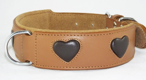 Tan staffie dog - tan, collar