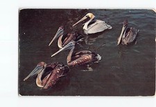 Postcard Group of Pelicans