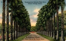 Washingtonia Robusta Palm