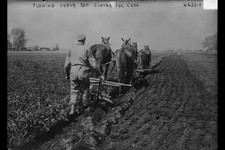 Plowing under red clover for