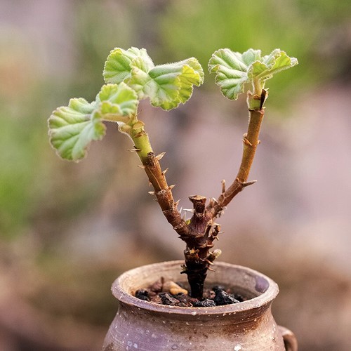 5cm succulent cactus - 5cm,