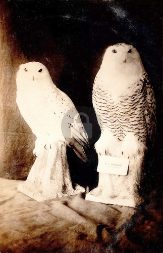 Taxidermy owl e - taxidermy, e.c