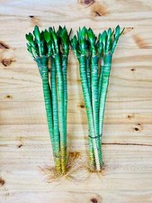 Lotus Lucky Bamboo 16”