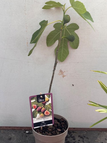 Fig ficus carica bornholmes - fig,
