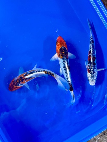 Shusui koi live fish - hi,