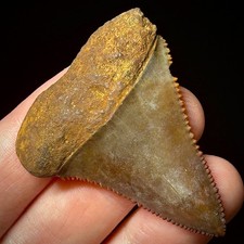 Great White Shark Tooth 1.85"