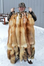 Tanned Red Fox  Winter