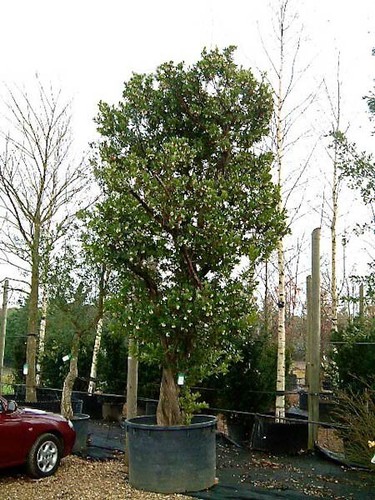 Arbutus unedo strawberry - arbutus, /