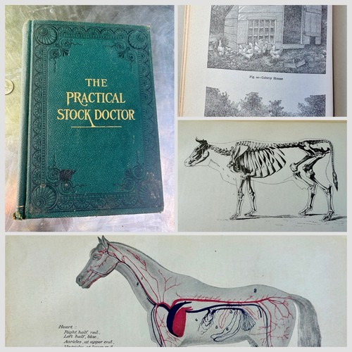 The practical stock - the,