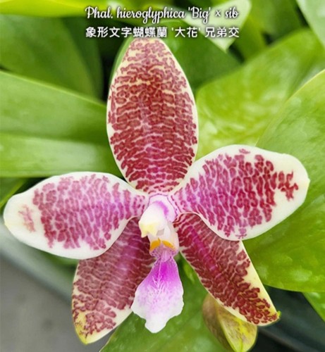 Phalaenopsis hieroglyphica - phalaenopsis,