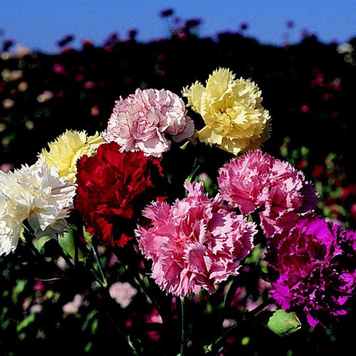 Carnation giant chabaud super - carnation,