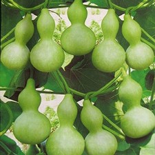 Bottle gourd Calabash Lagenaria siceraria Giant Bottle 8 seeds +FREE PLANT LABEL