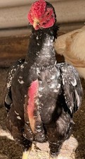 Shamo bantam eggs - bantam,