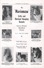 COLLIE & SHETLAND SHEEPDOGS OUR DOGS 1934 MARIEMEAU KENNEL DOG ADVERT PAGE b218