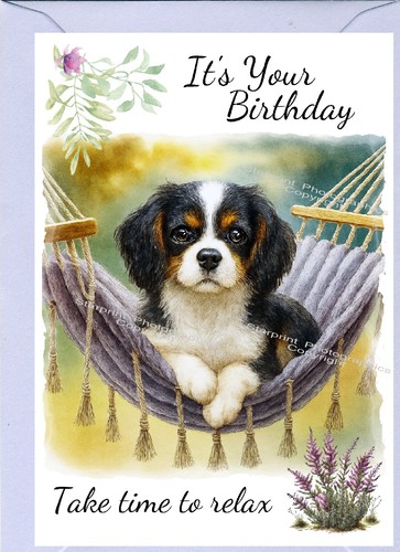 Cavalier king charles - cavalier, dog