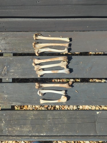 Duck and red fox bones - and,