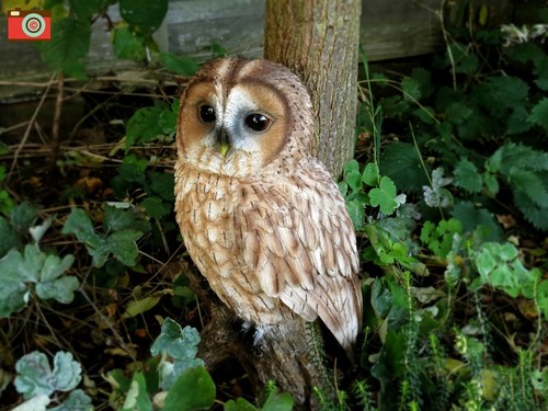 Tawny owl life size - tawny,