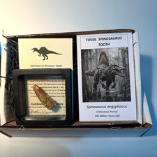 Genuine Dinosaur Tooth 