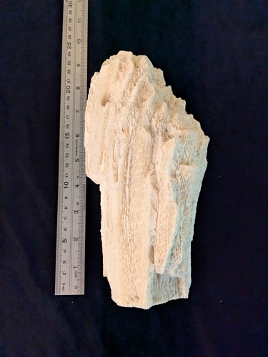 Brain coral dead - dead, fossil