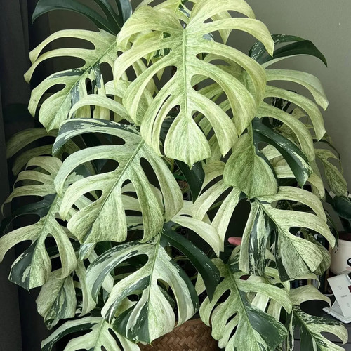 Monstera mint - monstera,