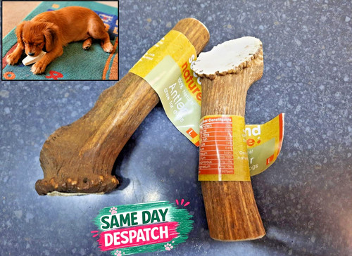 Second nature antler puppy - nature, puppy/dog
