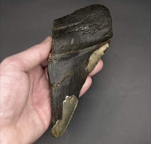 Large megalodon shark - 1/2,