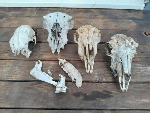 Sheep skull lot bones - sheep,