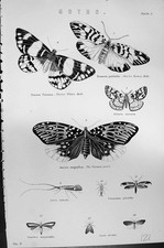 Old Moths Marian White'E Charles Horne'S Painters Pallet Mackenzie C1