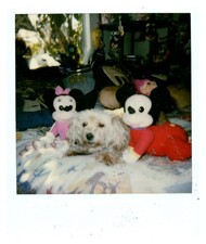 1970s Small Dog with Mickey &