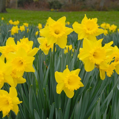 Daffodil dutch master - dutch, bulbs
